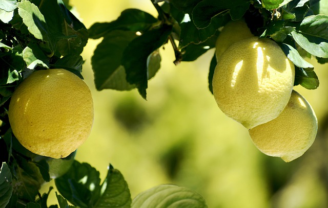 citrónovník s plodmi.jpg